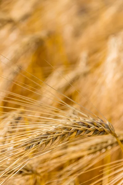 Campo di orzo prima del raccolto — Foto Stock