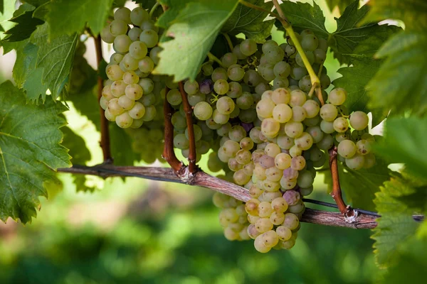 Weinlese in den Weinbergen — Stockfoto