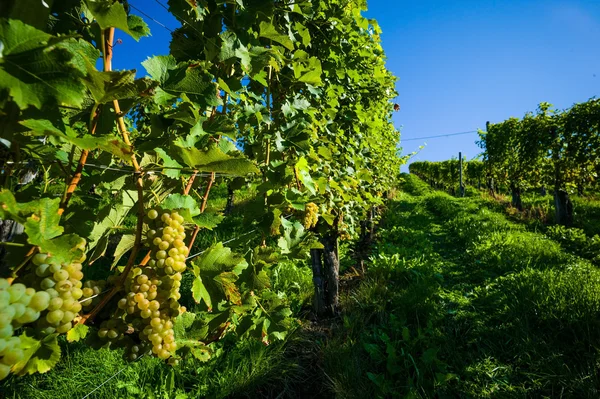 Trauben im Weinberg — Stockfoto