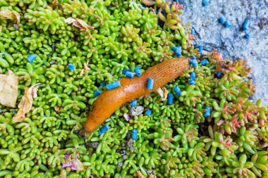 snail with slug pellets clipart