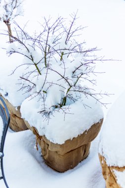 snow flower pots clipart