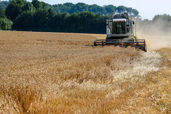 Gabona a mező a búza betakarítás idején — Stock Fotó