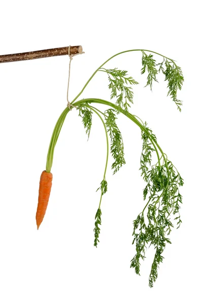 Friske gulerødder på gulvet - Stock-foto