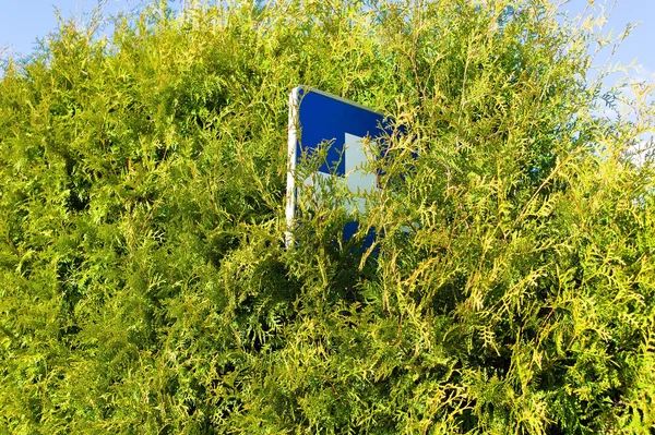 Shield blue cross in the bushes — Stock Photo, Image