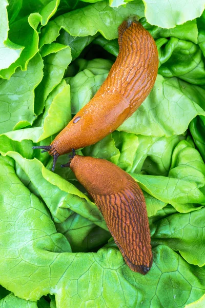 Caracol com folha de alface — Fotografia de Stock