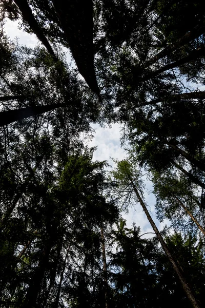 Bäume im Wald — Stockfoto