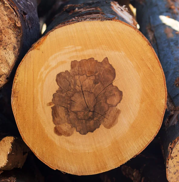 Troncos de árbol cortados por vicio —  Fotos de Stock