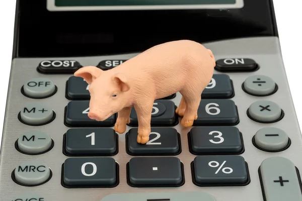 돼지와 계산기 — 스톡 사진