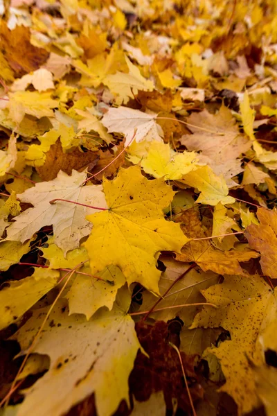 秋の黄色い葉 — ストック写真