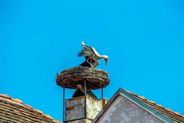 Austria, óxido. nido de una cigüeña —  Fotos de Stock