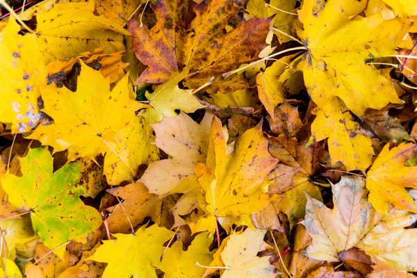 Gula blad på hösten — Stockfoto