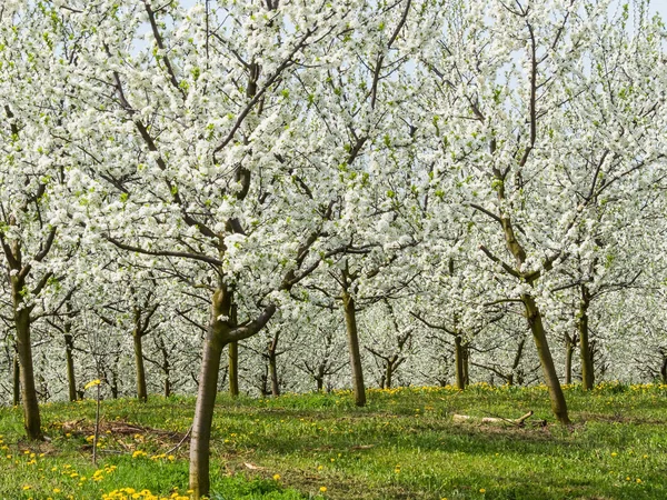 Árvores frutíferas florescentes na primavera — Fotografia de Stock