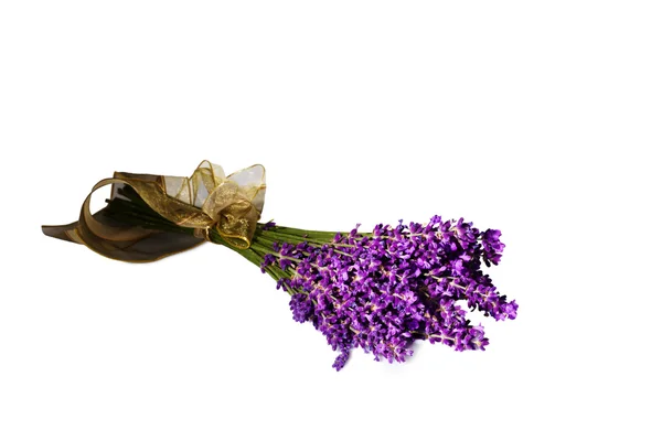 Lavendel voor witte achtergrond — Stockfoto