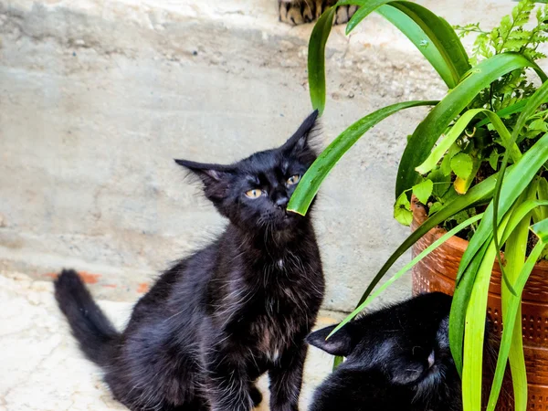 Iki siyah kedi — Stok fotoğraf