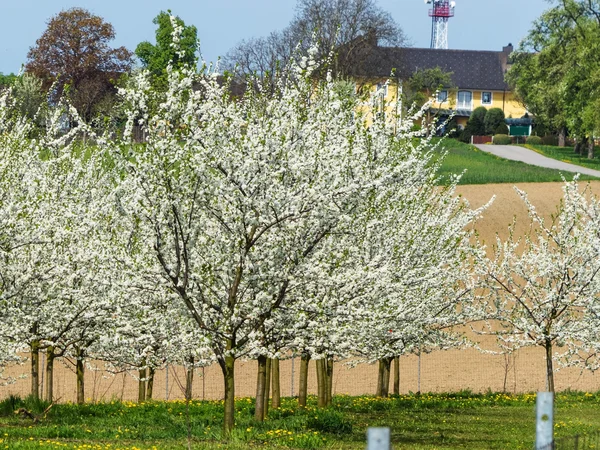 Virágzó gyümölcsfák tavasszal — Stock Fotó