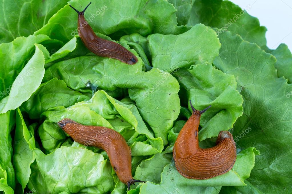 Snail with lettuce leaf Stock Photo by ©ginasanders 58588209