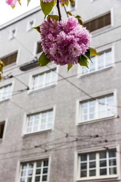 Arbre à fleurs et bâtiment — Photo