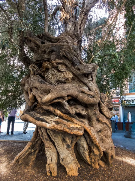 Багажник старого оливкового дерева — стоковое фото
