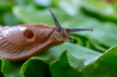 snail with lettuce leaf clipart