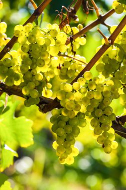 grapes in the vineyard clipart