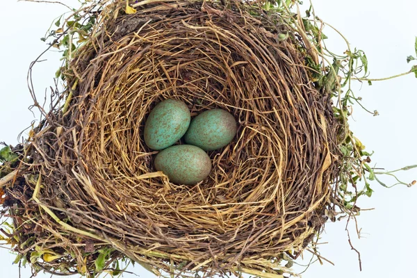 Huevos de mirlo en un nido de aves — Foto de Stock