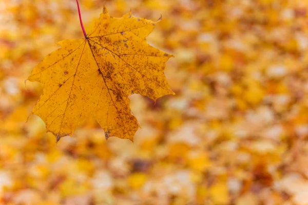 Hojas amarillas en otoño — Foto de Stock