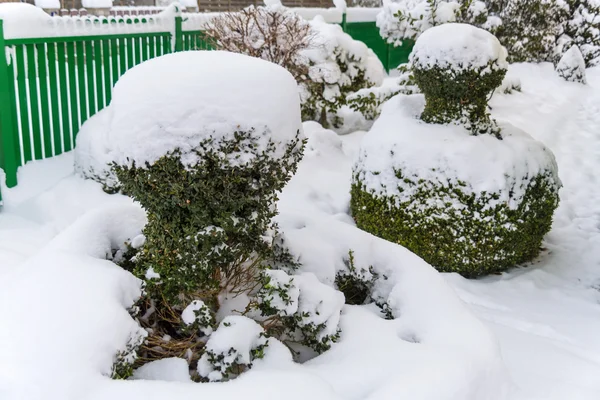 Besneeuwde sier boom — Stockfoto