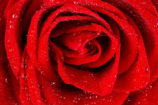 Red rose with water drops — Stock Photo, Image