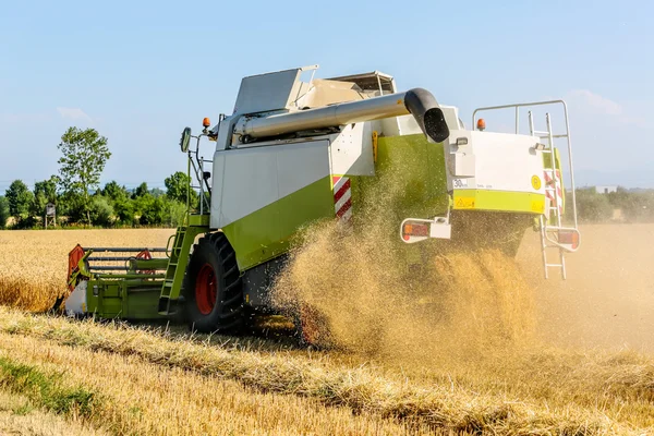 Campo di grano con grano al momento del raccolto — Foto Stock