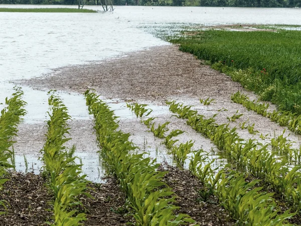 Flood 2013 — Stock Photo, Image