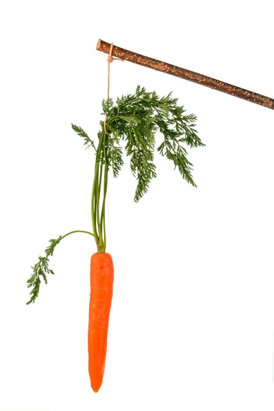 Fresh carrots on stock — Stock Photo, Image