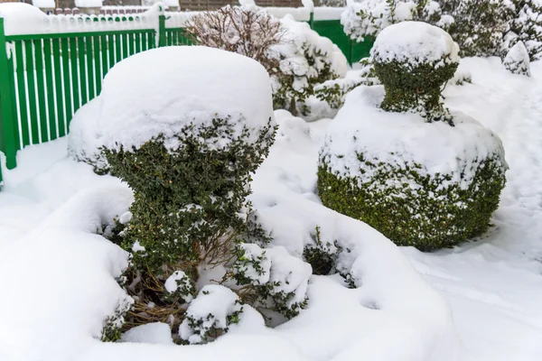 Schneebedeckter Zierbaum — Stockfoto