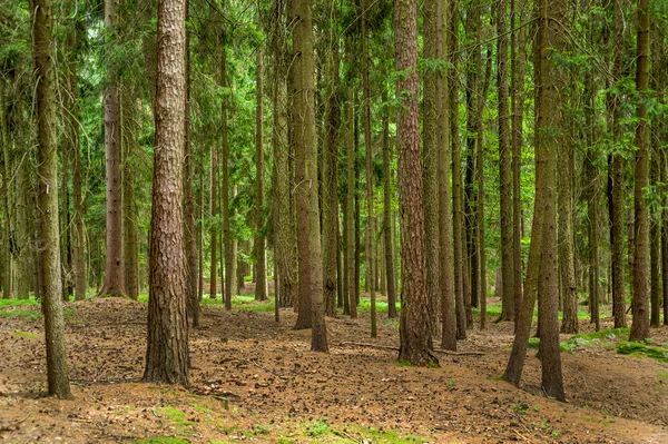 Bäume im Wald — Stockfoto