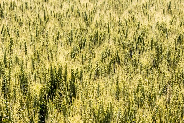 Gerstenfeld vor der Ernte — Stockfoto