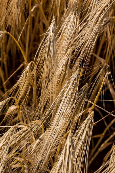 Korn fältet före skörd — Stockfoto