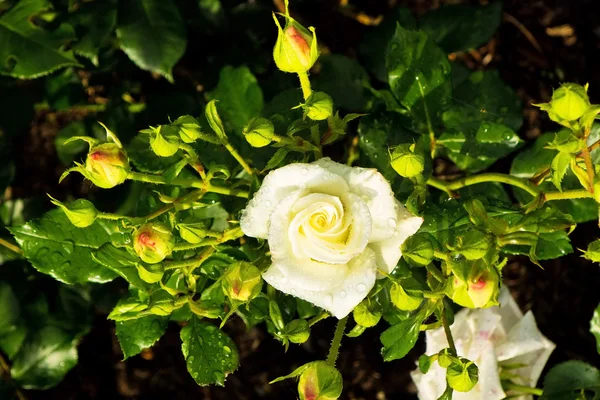 Bílé růže, close-up — Stock fotografie