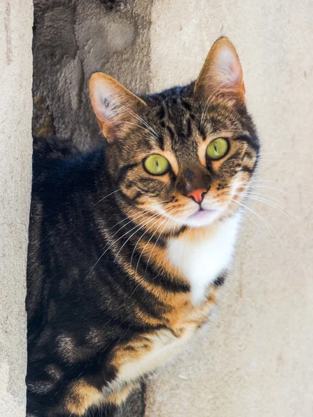 Cat in a wall opening — Stock Photo, Image