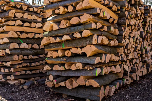 Troncos de árbol cortados por vicio — Foto de Stock