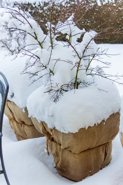 Snow flower pots — Stock Photo, Image