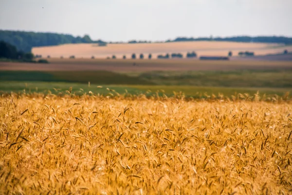 Granen veld in de zomer — Stockfoto