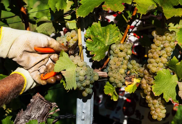 Weinlese in den Weinbergen — Stockfoto