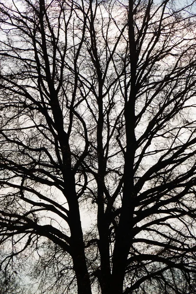 Branches of a tree — Stock Photo, Image