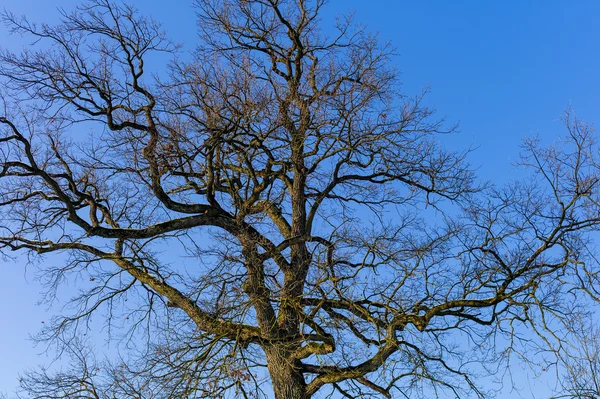 Albero e cielo blu — Foto Stock