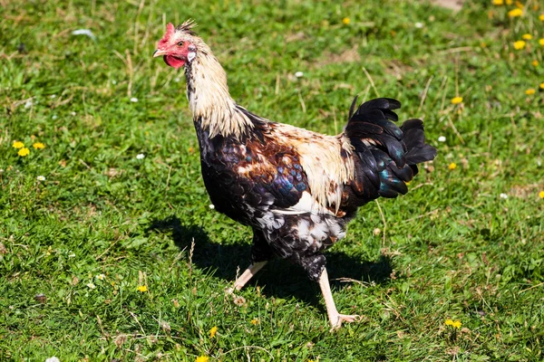 Polli allevati all'aperto, pollame biologico — Foto Stock