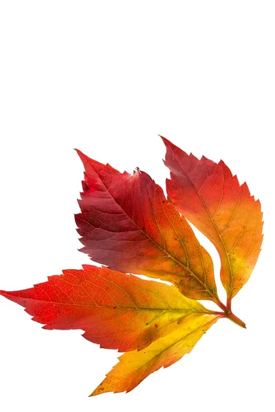 रंगीत शरद ऋतूतील पाने — स्टॉक फोटो, इमेज