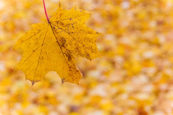 Foglie gialle in autunno — Foto Stock