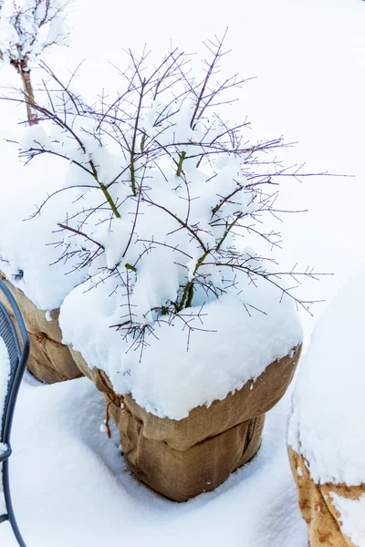Vasos de flores de neve — Fotografia de Stock