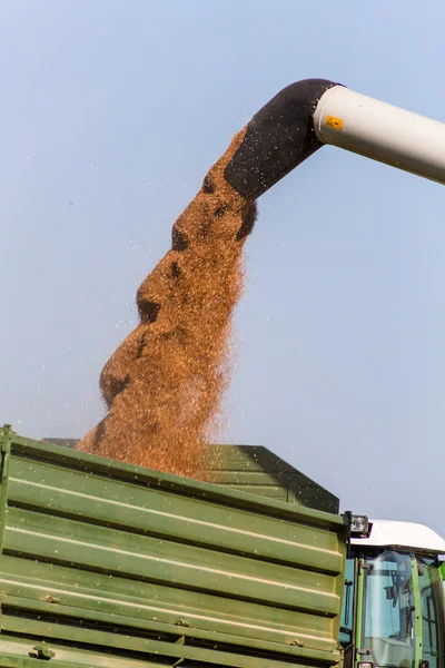 Kornfelt av hvete ved innhøsting – stockfoto