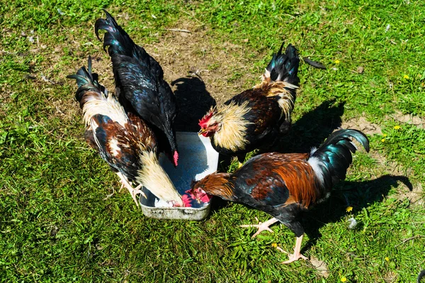 Pollos de granja, aves de corral ecológicas — Foto de Stock