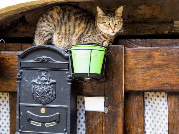 Gestreifte Katze auf Briefkasten — Stockfoto